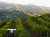 Rodney-Strong-Vineyards